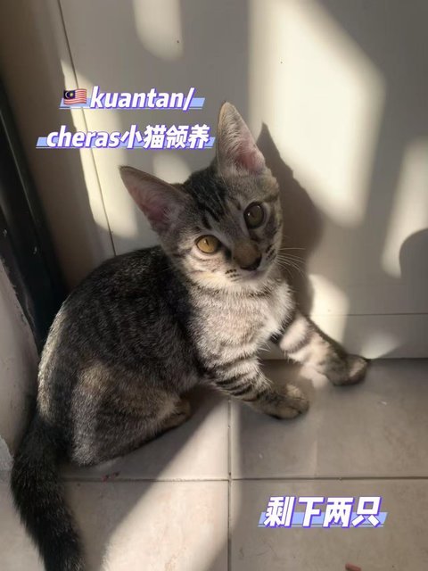 Paopao - Tabby Cat