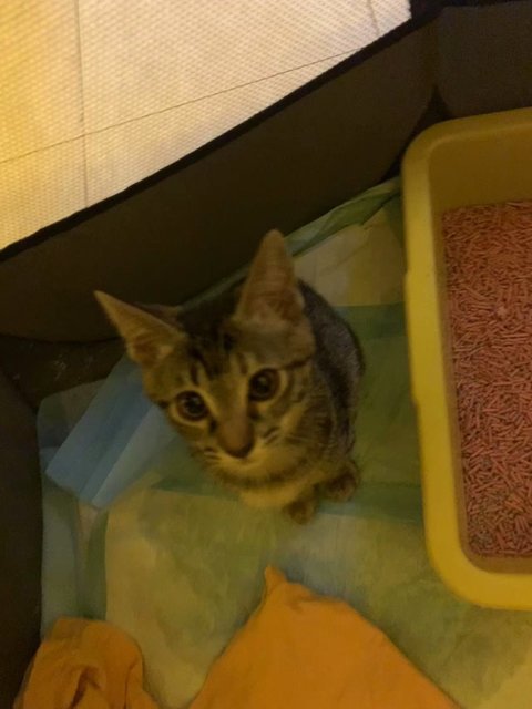 Paopao - Tabby Cat
