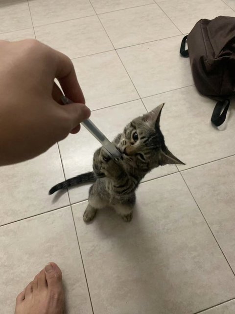 Paopao - Tabby Cat