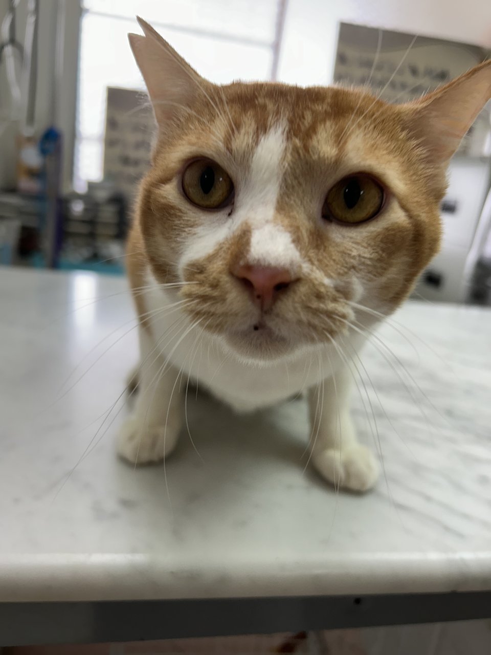 Charlie - Domestic Short Hair Cat