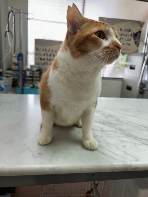 Charlie - Domestic Short Hair Cat
