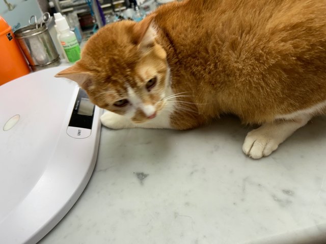 Charlie - Domestic Short Hair Cat