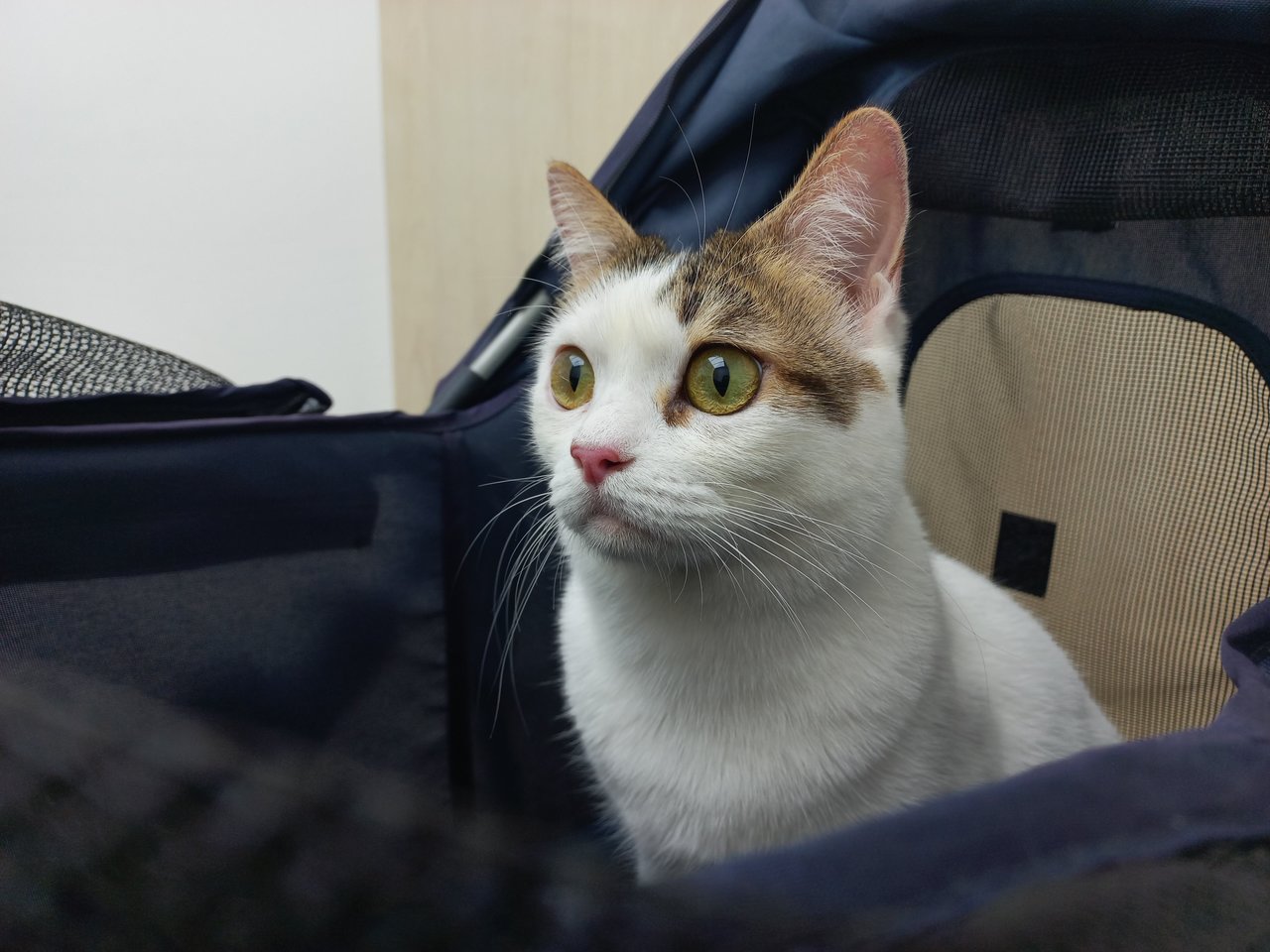 Dodo - Domestic Short Hair Cat