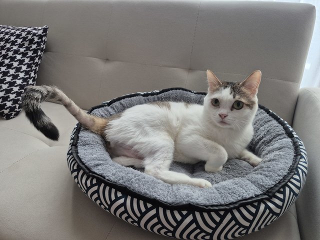 Dodo - Domestic Short Hair Cat
