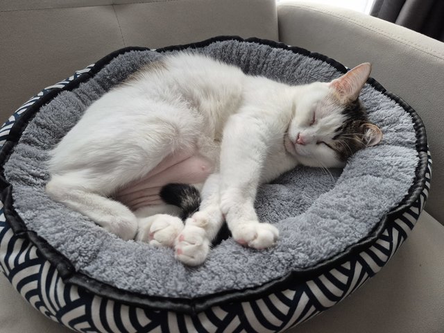 Dodo - Domestic Short Hair Cat