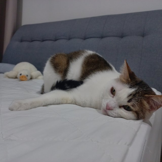 Dodo - Domestic Short Hair Cat
