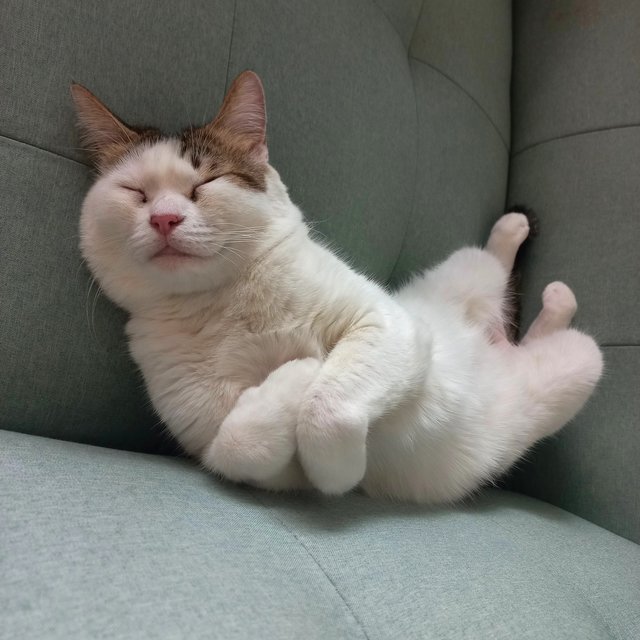 Dodo - Domestic Short Hair Cat