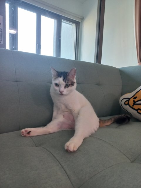 Dodo - Domestic Short Hair Cat