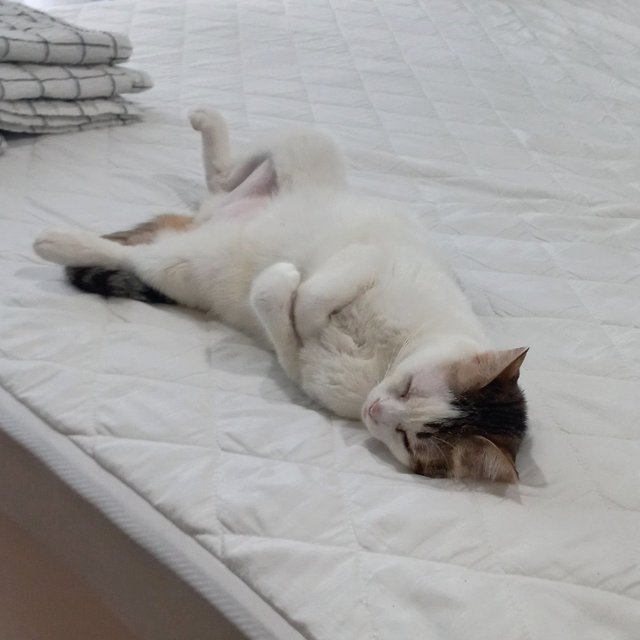 Dodo - Domestic Short Hair Cat