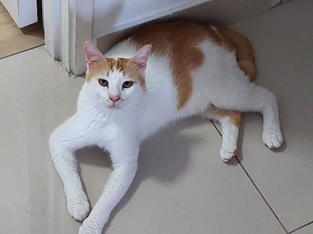 Brooks - Domestic Short Hair Cat