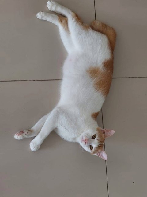 Brooks - Domestic Short Hair Cat