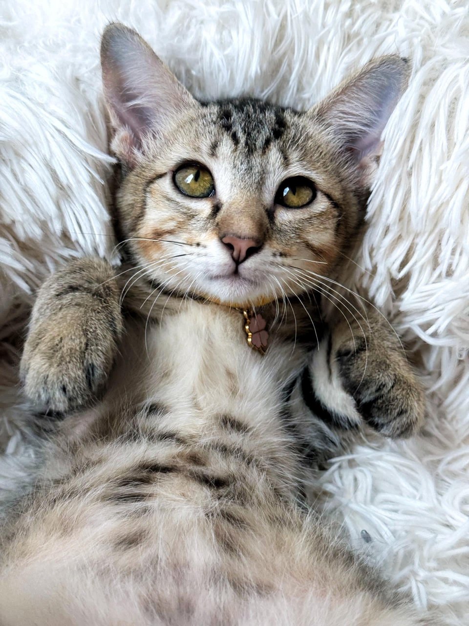Ginny Whiskery - Domestic Short Hair Cat