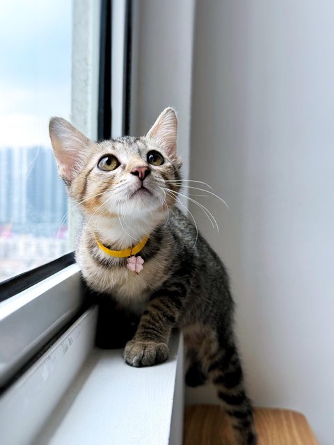 Ginny Whiskery - Domestic Short Hair Cat