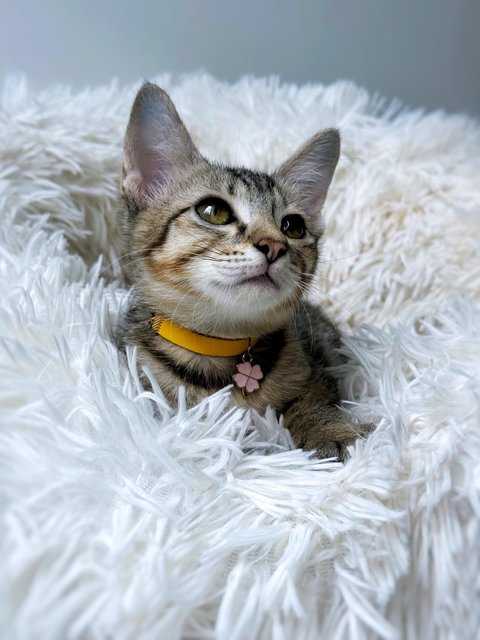 Ginny Whiskery - Domestic Short Hair Cat