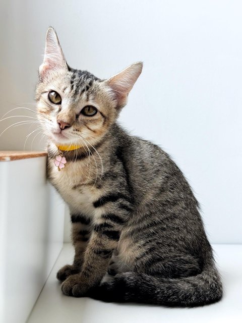 Ginny Whiskery - Domestic Short Hair Cat