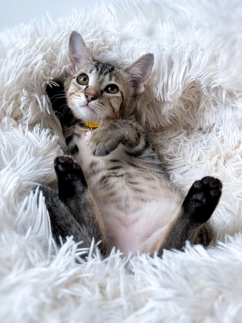 Ginny Whiskery - Domestic Short Hair Cat