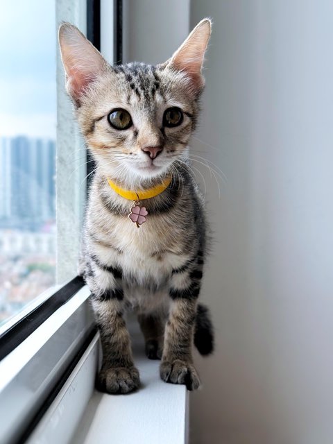 Ginny Whiskery - Domestic Short Hair Cat