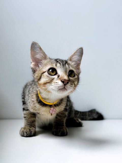 Ginny Whiskery - Domestic Short Hair Cat