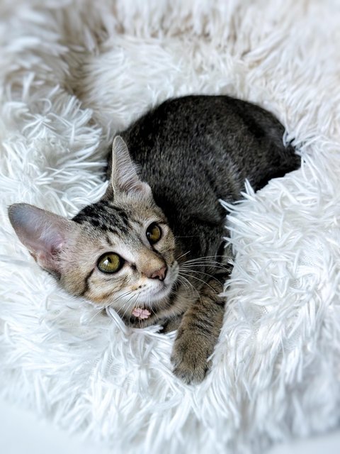Ginny Whiskery - Domestic Short Hair Cat