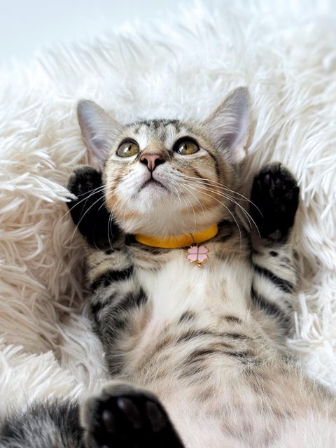 Ginny Whiskery - Domestic Short Hair Cat