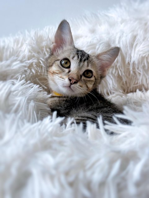 Ginny Whiskery - Domestic Short Hair Cat