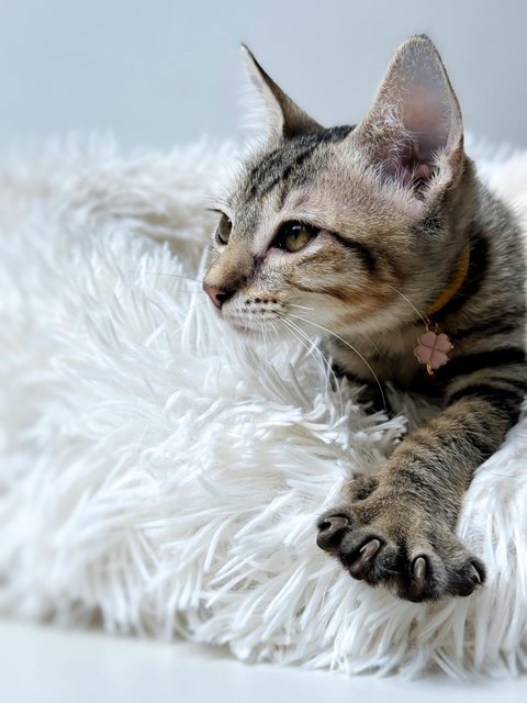 Ginny Whiskery - Domestic Short Hair Cat