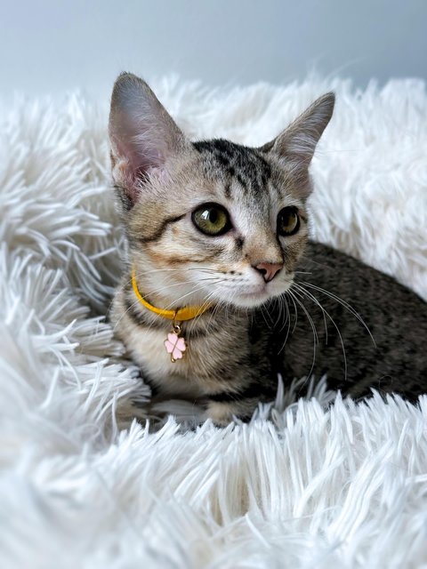 Ginny Whiskery - Domestic Short Hair Cat