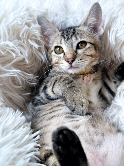 Ginny Whiskery - Domestic Short Hair Cat