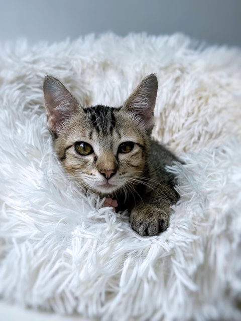 Ginny Whiskery - Domestic Short Hair Cat