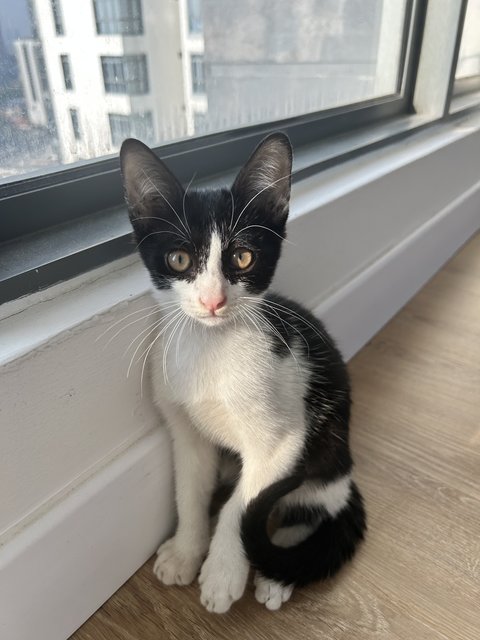 Dutch - Tuxedo Cat