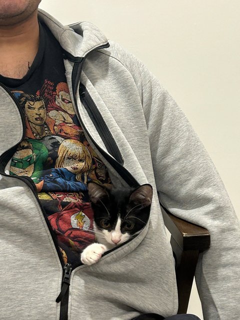 Dutch - Tuxedo Cat