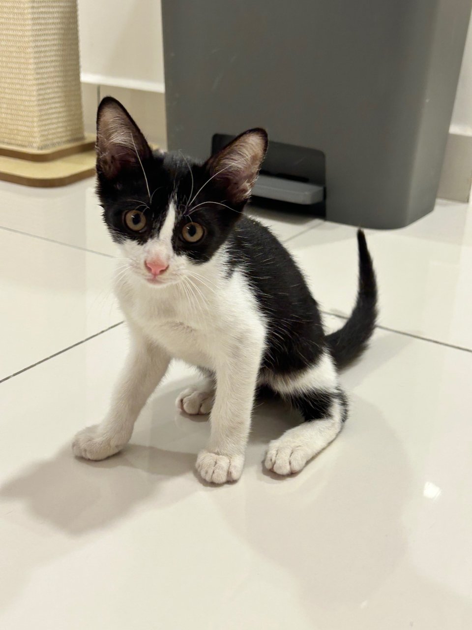 Dutch - Tuxedo Cat