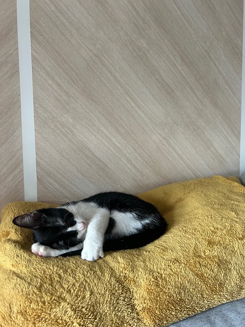 Dutch - Tuxedo Cat