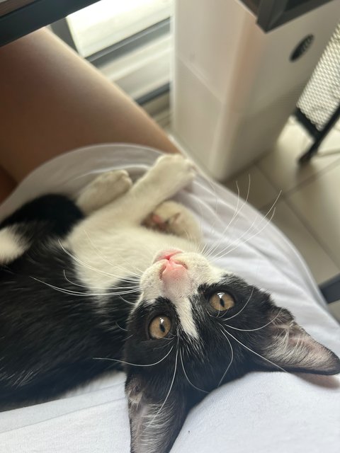 Dutch - Tuxedo Cat