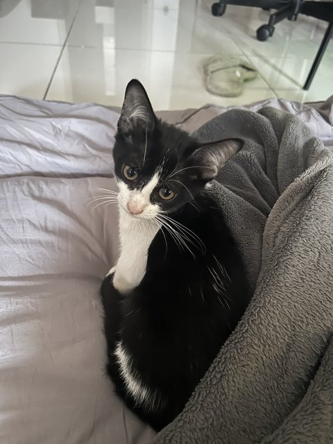 Dutch - Tuxedo Cat