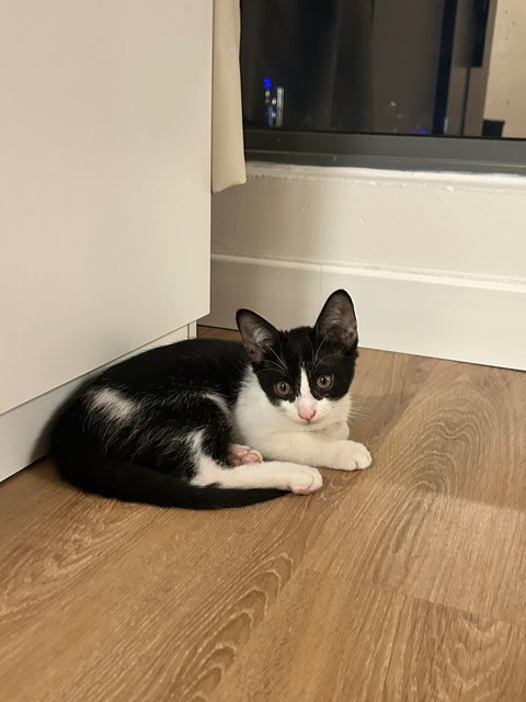 Dutch - Tuxedo Cat
