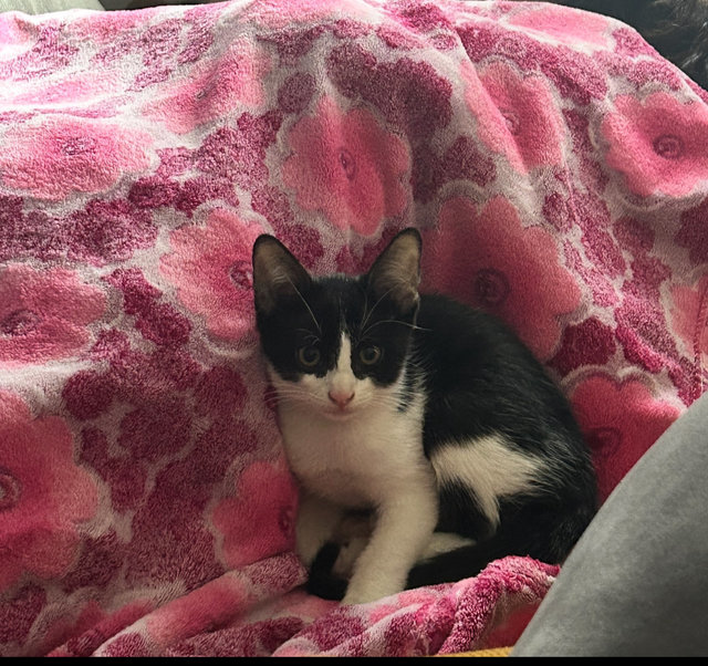 Dutch - Tuxedo Cat