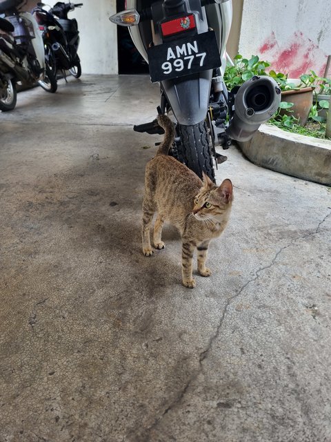 Nita - Tabby Cat