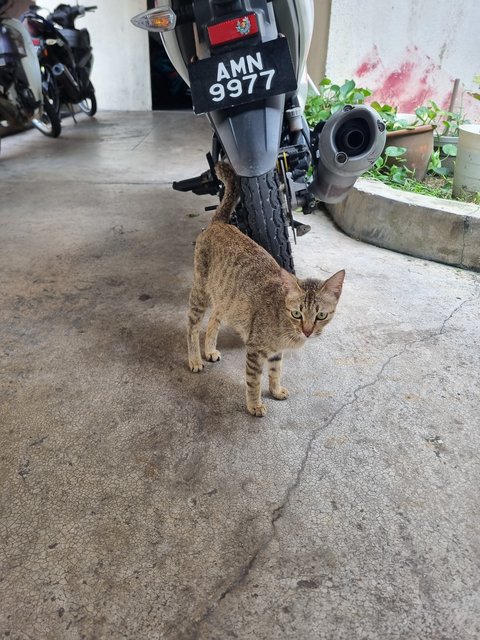 Nita - Tabby Cat
