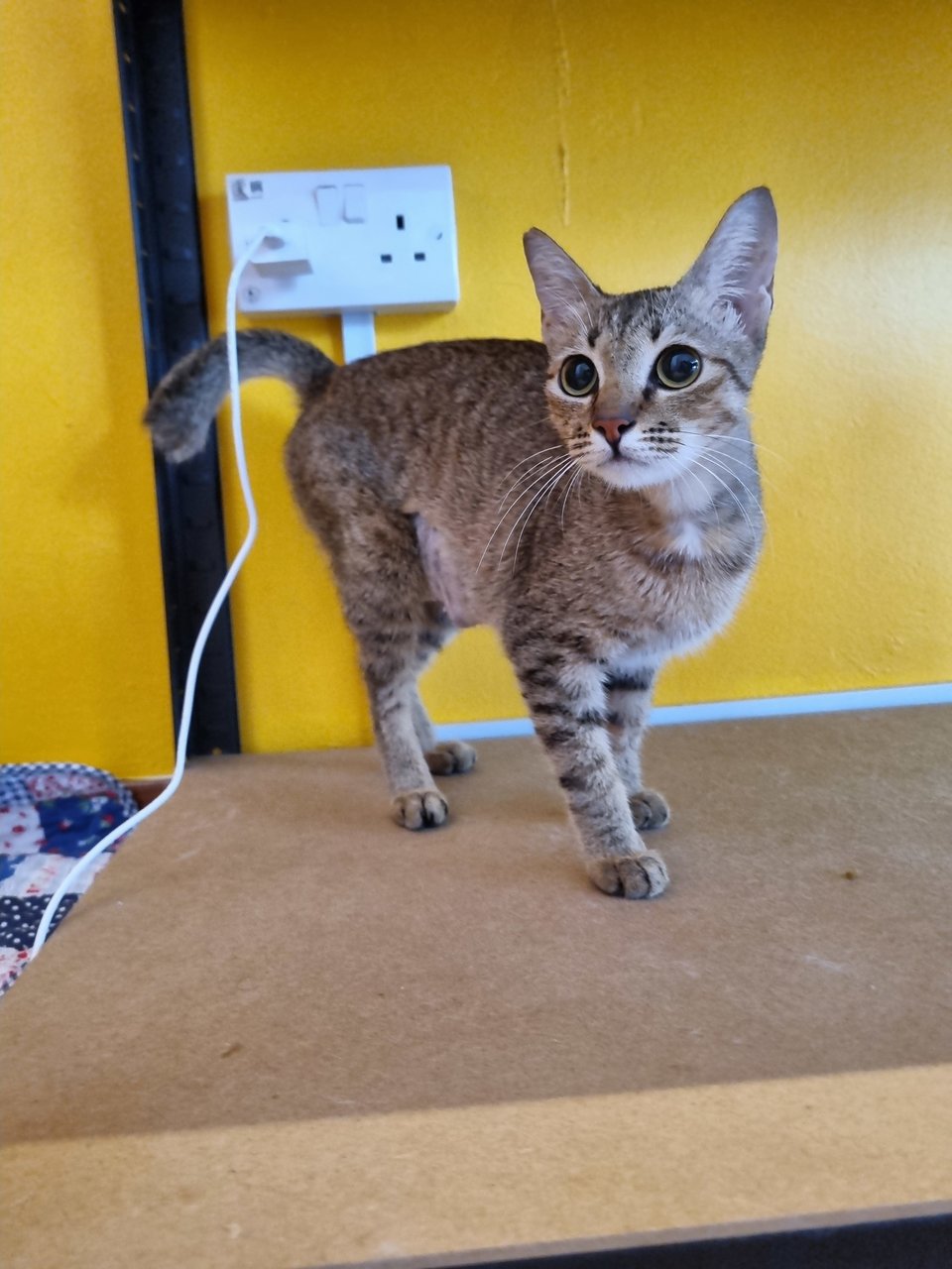 Nita - Tabby Cat