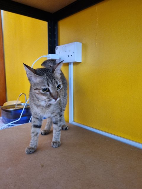 Nita - Tabby Cat