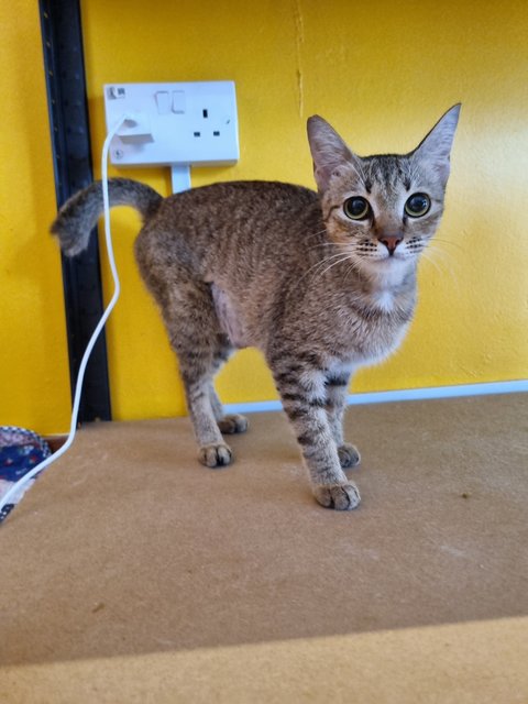 Nita - Tabby Cat