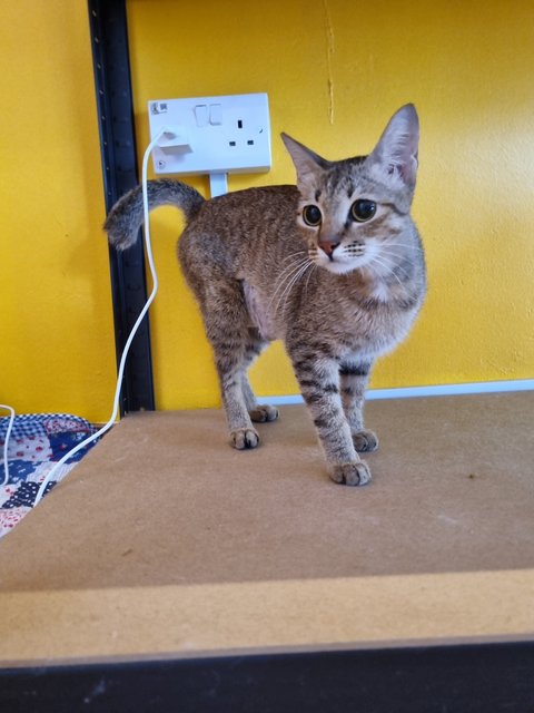 Nita - Tabby Cat