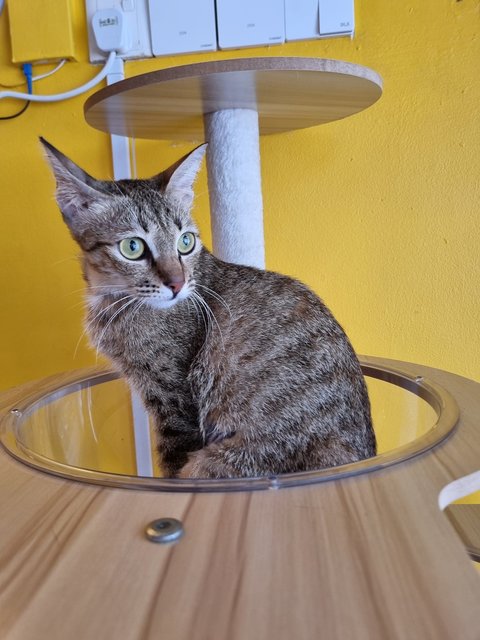 Nita - Tabby Cat