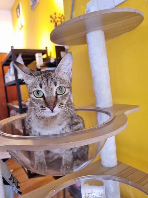 Nita - Tabby Cat