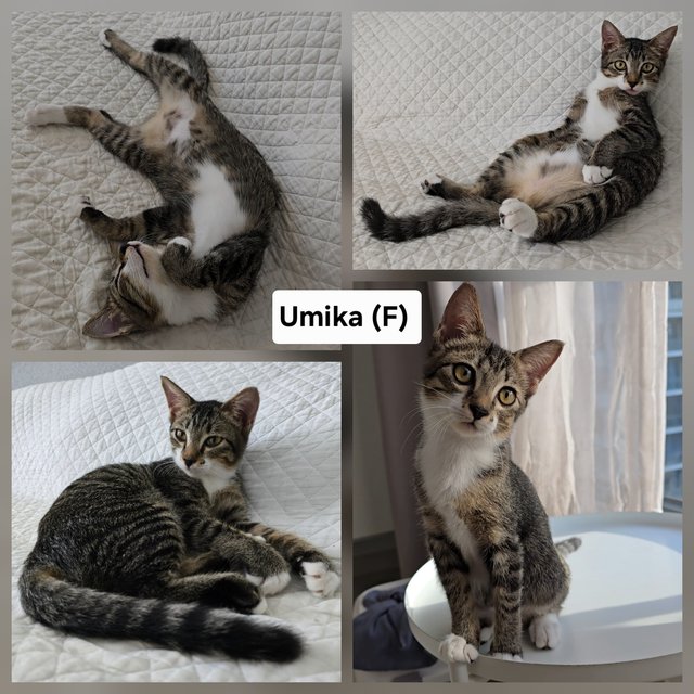 Umika, Vida, Winter - Domestic Short Hair Cat