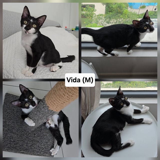 Umika, Vida, Winter - Domestic Short Hair Cat