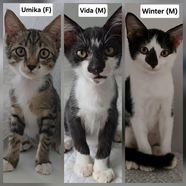 Umika, Vida, Winter - Domestic Short Hair Cat