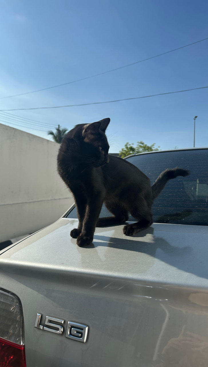 Black Kitten - Domestic Short Hair Cat