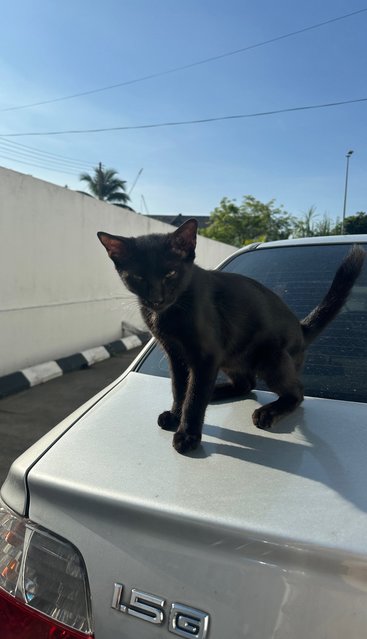 Black Kitten - Domestic Short Hair Cat